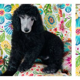 Poodle puppies from MizzElle’s Standard Poodles