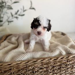 JAVA - Parti female Goldendoodle puppy in Ivins Utah, Utah from Luxi Paws Doodles