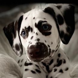 Dalmatians from M V ME