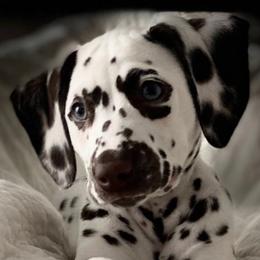 Dalmatians from M V ME