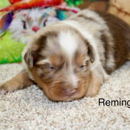 Remington - Red merle male Miniature Australian Shepherd puppy in Ronan, Montana from Dirt Road Aussie’s of Montana