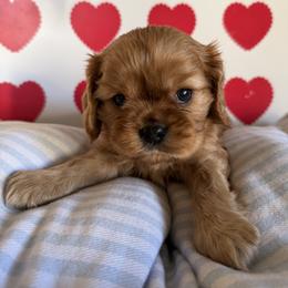 Luke - Ruby male Cavalier King Charles Spaniel puppy in Fontana, California from Magical Cavaliers