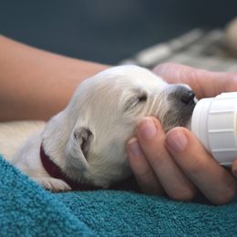 Goldendoodle and Golden Retriever Puppies from Magical Goldens