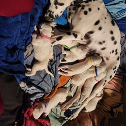 Dalmatian Puppies from America's Dalmatian Friends