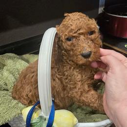 Blue collar - Red  male Poodle puppy in Henagar, Alabama from Windy Oak Kennels