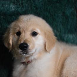 Shortcake (Red Collar Girl) - Light golden female Golden Retriever puppy in Peoria, Arizona from Dani’s Dawgs