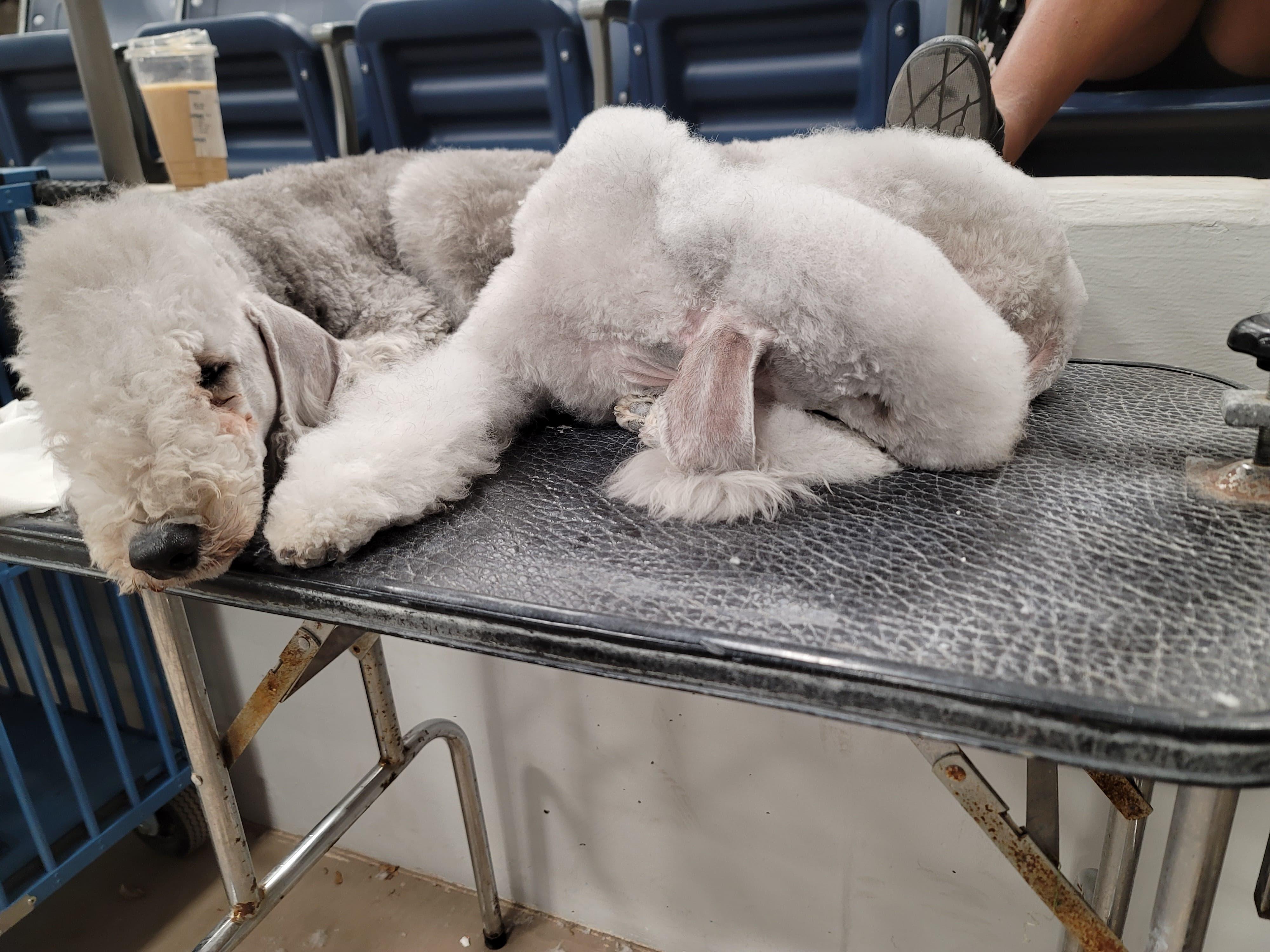 Dreamy Bedlingtons in Texas Bedlington Terrier puppies Good Dog