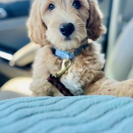 Auqua Collar - Goldendoodle puppy in Ocala, Florida from Dandy Doodles
