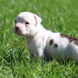 Male - White and brindle male American Bulldog puppy in Xenia, Ohio from Bingham's Bulldogs LLC