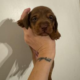 Chunky monkey - Red male Dachshund puppy in Whitehouse, Texas from Bonded Oaks Doxies