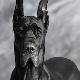 Crew - Great Dane