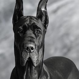 Crew - Great Dane