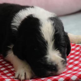 Victor Valentino  (Red) - White and black male Newfoundland puppy in Kimball Twp, Michigan from Pine River Newfoundlands