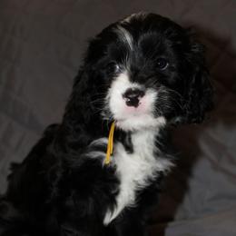 Winnie - Yellow - Black and white female Bernedoodle puppy in Carlisle, Iowa from Farnsworth Bernedoodles and King Munchkin Bernedoodles
