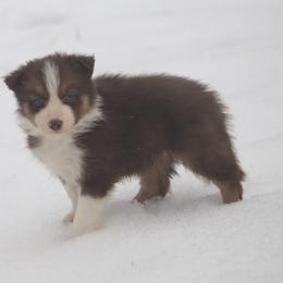 Border Collie, English Setter, and Miniature American Shepherd Puppies from First Harmony Farms