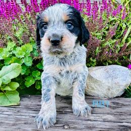 RB1 - Tri-Roan male English Springer Spaniel puppy in Britton, South Dakota from K&S Canines