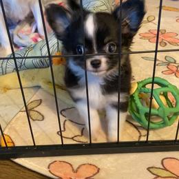 Monroe - Black and white female Chihuahua puppy in Red Bluff, California from Aye Chihuahua