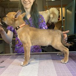 Quetzal (Quetz) - Fawn male Xoloitzcuintli puppy in Florissant, Colorado from Witching Hour Kennel