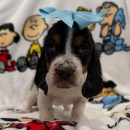 Lucy van Pelt - Black white and brown female Basset Hound puppy in Monterey, Tennessee from Southern Belles Bassets