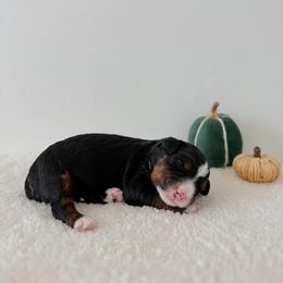 Astro - Tri-color male Bernedoodle puppy in Apache Junction, Arizona from Coffey House Doodles