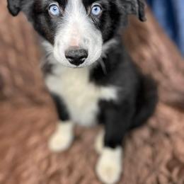 Gus - Black tri male Miniature Australian Shepherd puppy in Hokes Bluff, Alabama from Alegria Toy Aussies