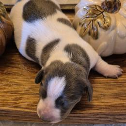 AKC Blue piebald on reserve until thriving. - Piebald female Dachshund puppy in Las Cruces, New Mexico from The Dachshund Den