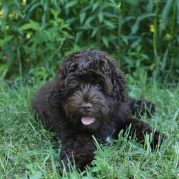 Robyn - Chocolate female Australian Labradoodle puppy in Williamstown, New York from Lewis Manor Labradoodles