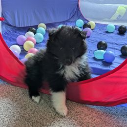 Hiccup - Black and white male Shetland Sheepdog puppy in Birdsboro, Pennsylvania from Alinost