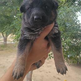 Girl 4 - Black and red female German Shepherd puppy in Cochise, Arizona from Freiheit Von Himmel  Shepherds