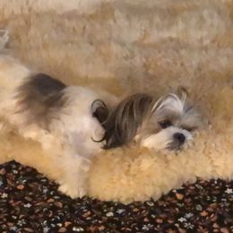 Panda - Lhasa Apso