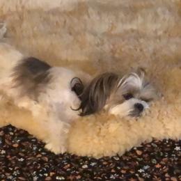 Panda - Lhasa Apso
