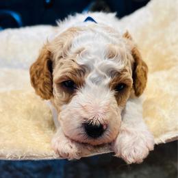 Little Foot - Red and white male Cockapoo puppy in Kingfisher, Oklahoma from Perdue Puppies
