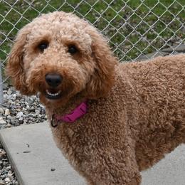JLO - Goldendoodle