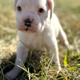 Boxer Puppies from Rocky Bottom Boxers