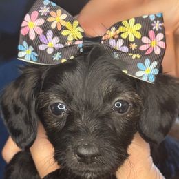 Cypress (Brindle Doxiepoo) - Brindle female Companion Cross puppy in Waldron, Arkansas from Kay’s Cutie Poos