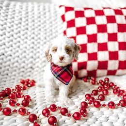 Pedro - Parti male Goldendoodle puppy in Springville, Utah from Happy Doodle