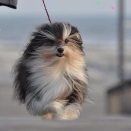 Biewer Terriers, Cotons de Tulear, Havanese, and Pugs from Liberty Show Dogs