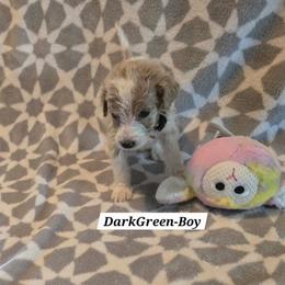 Dark Green - Brown and white male Bernedoodle puppy in Columbia, Illinois from Hillcastle Breeders