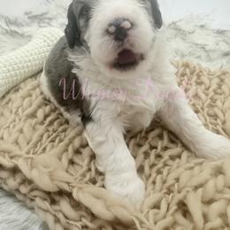 Orion - Blue merle male Bernedoodle puppy in Omaha, Nebraska from Whimsy Doodles