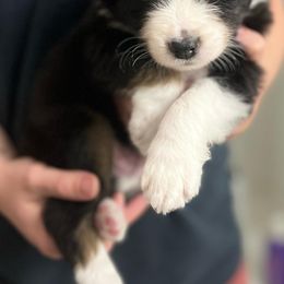 Australian Shepherd Puppies from Southern Sky Aussies