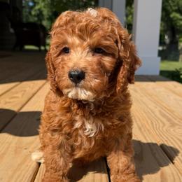 Emmett - Red male Cavapoo puppy in Bozrah, Connecticut from Cedar Creek Farm
