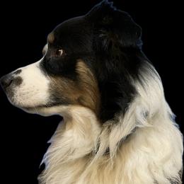 Gus - Australian Shepherd