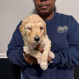Sugar - Cream female Goldendoodle puppy in Simpsonville, South Carolina from D & D Golden Doodles, LLC