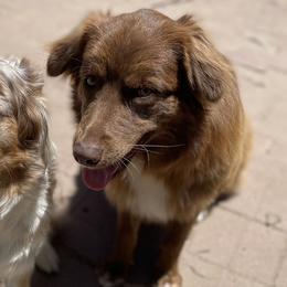 Australian Shepherds from Hope Risings Aussies
