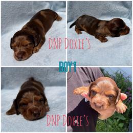 Boy1 - Dapple male Dachshund puppy in Rushsylvania, Ohio from DNP Doxies