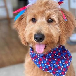 Labradoodles from A Doodle 4U