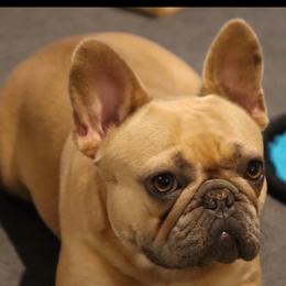 French Bulldog puppies from Blue Ribbon French Bulldogs