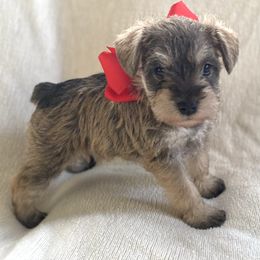 Boy 2 - Salt and pepper male Miniature Schnauzer puppy in El Reno, Oklahoma from Shannon's Miniature Schnauzers