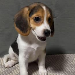 Boy - Blue tan and white male Beagle puppy in New River, Arizona from Desert Mountain Dobermans