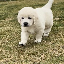 Golden Retriever Puppies from INGOLD Retrievers